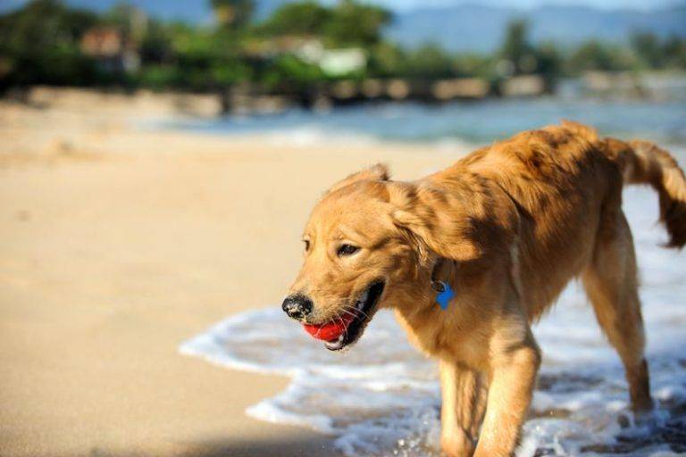 beaches for dogs Salou