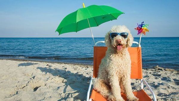 playas para perros en Salou